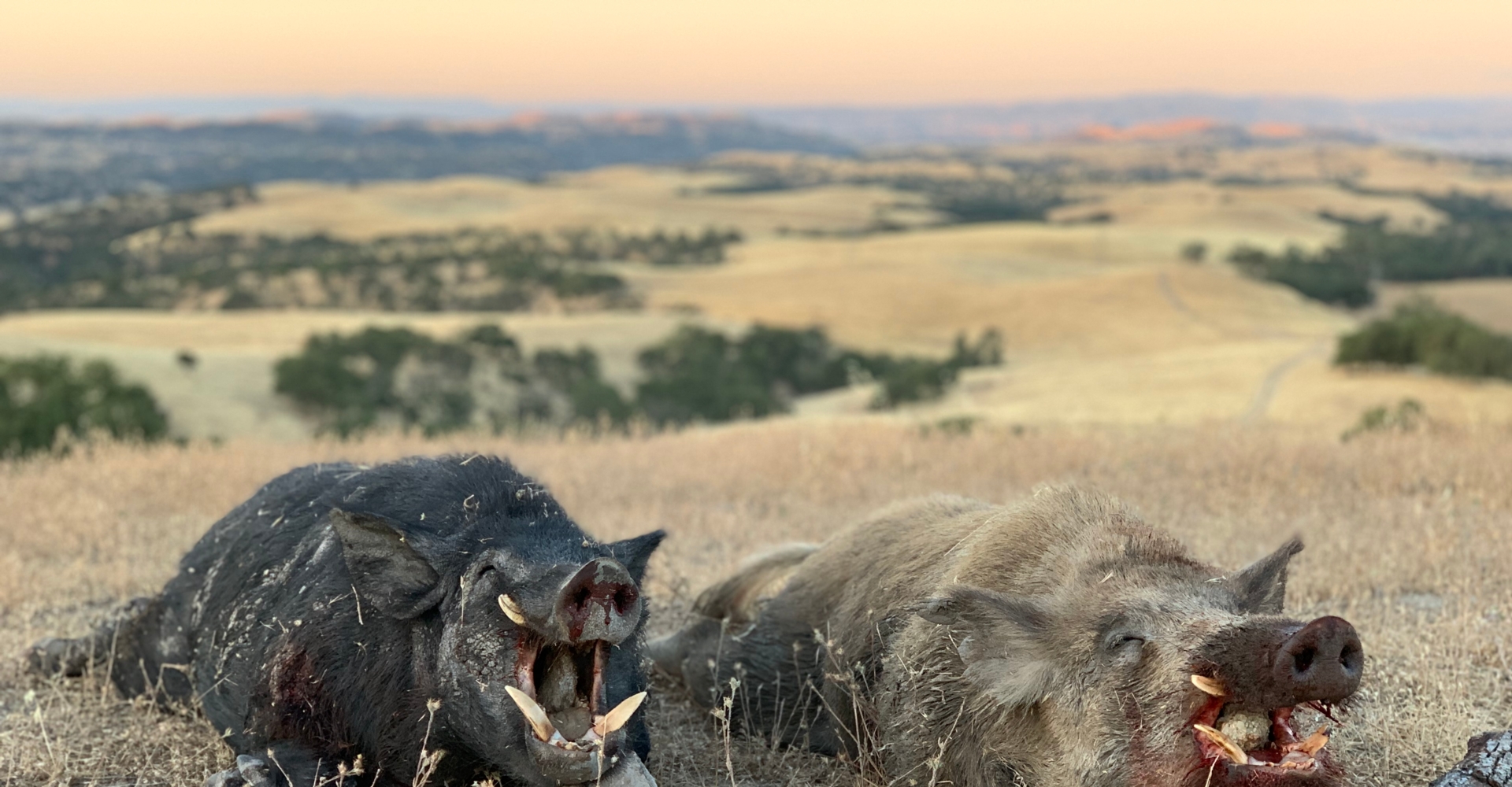 Archery and Rifle Wild Pig Hunts in California