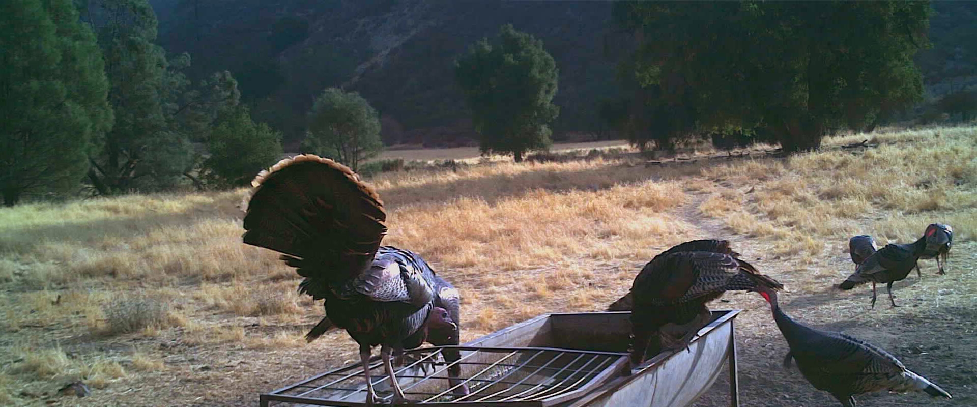 California Rio Grande Turkey Hunts