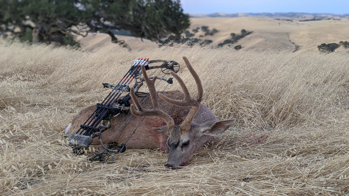 Blacktail Deer Hunts