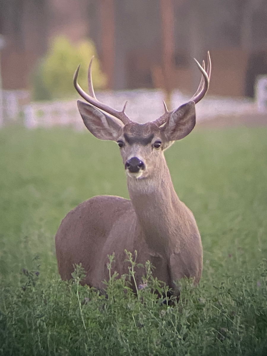 blacktail buck